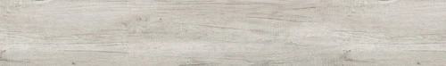 Nebraska Oak